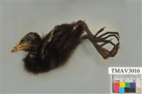 藏品(紅冠水雞)的圖片